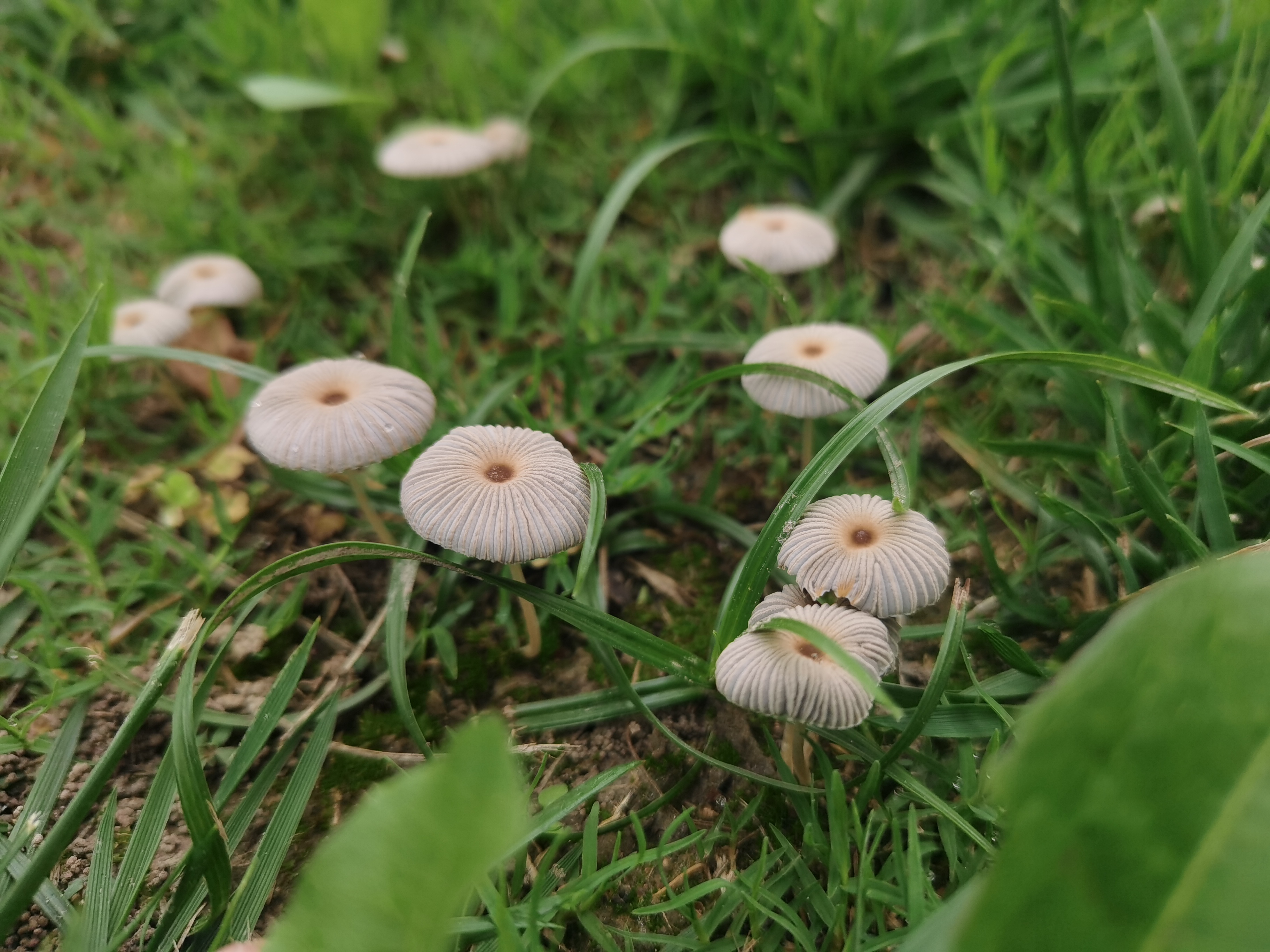 mushroom-image